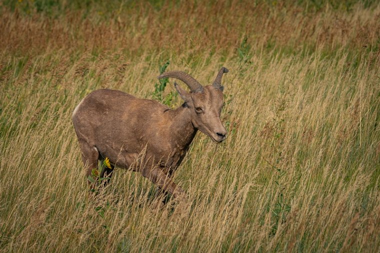 088 Badlands NP, dikhoornschaap.jpg